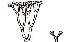 Cooksonia caledonica 6 cm Características: não há diferenciação entre raízes, caules e folhas. caule cilíndrico, dicotomicamente ramificado. esporângios terminais.