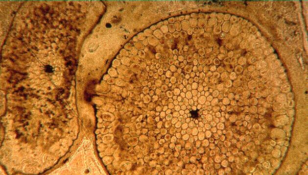 corte transversal de um caule fossilizado Filo Rhyniophyta (extinto) corte transversal da epiderme c c estômato Planta recoberta por uma cutícula.