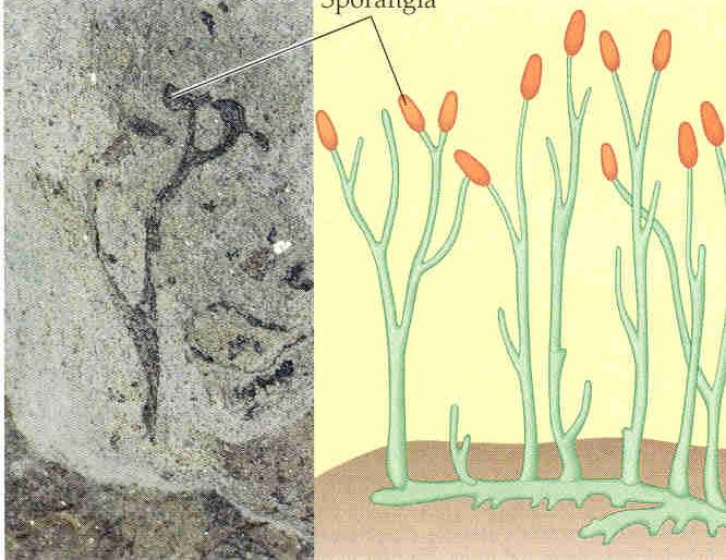 protoxilema interno e metaxilema externo esporângios