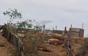 super-fertlização do ambiente