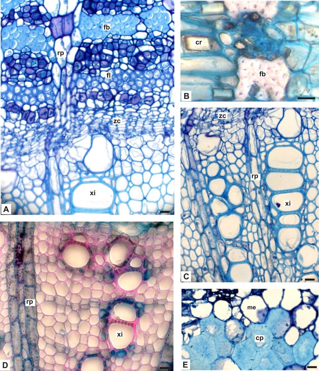 17 Figuras 5A E. Rollinia rugulosa, CAULE EM SECÇÃO TRANSVERSAL. A. SISTEMA VA S C U L A R P R Ó X I M O À Z O N A C A M B I A L, M O S T R A N D O F L O E M A ESTRATIFICADO POR FIBRAS E XILEMA; B.
