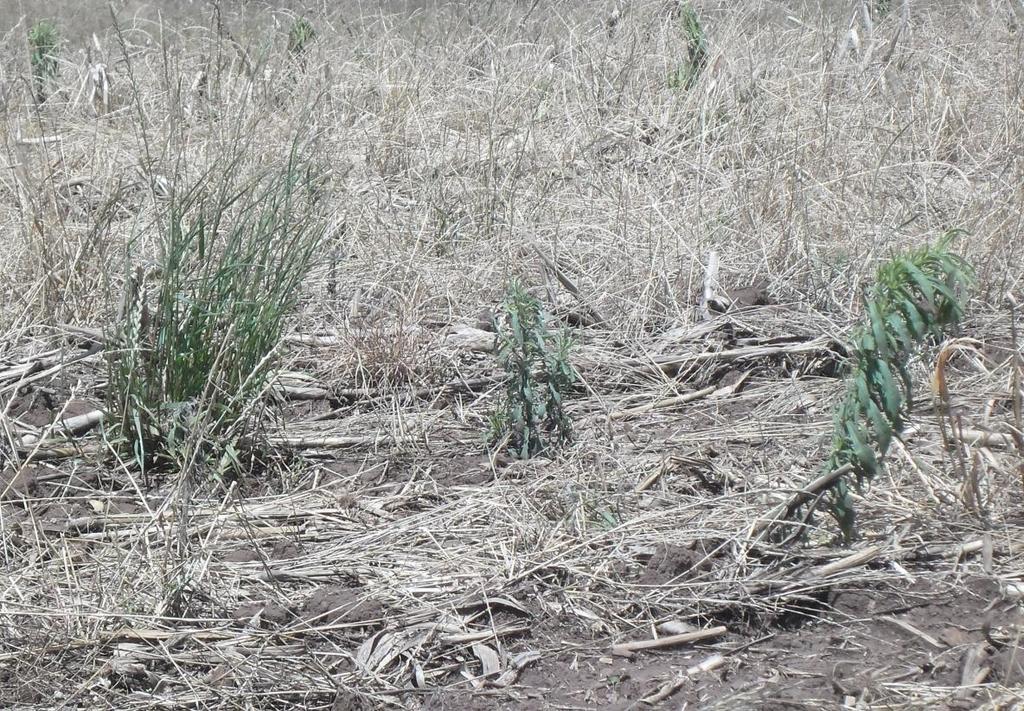 30 Figura 8: Imagem de Azevém (Lollium multiflorum) e Buva (Conyza canadensis) em lavoura dessecada para plantio de milho safra verão 2014 2015. Foto tirada 15 dias após aplicação do herbicida.