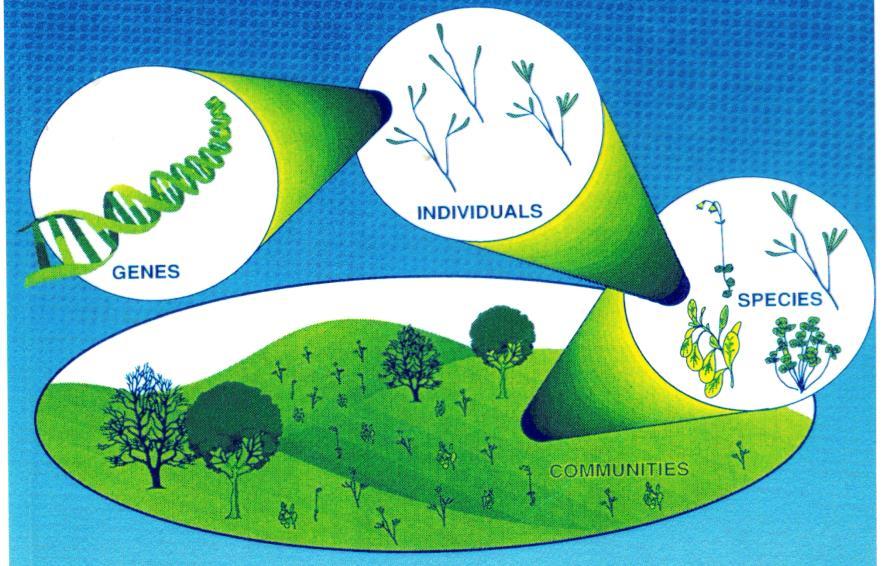 IMPORTÂNCIA EDWARD WILSON (1992) DEFINIU A BIODIVERSIDADE COMO A VARIABILIDADE TOTAL ENCONTRADA