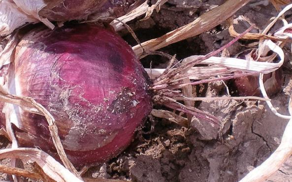 ácidos, as raízes infectadas podem ficar amarelas. 3 Por fim, as raízes infectadas tornam-se púrpura, enrugadas e decadentes.