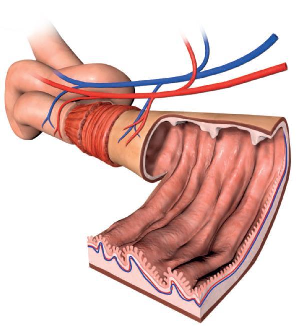 Absorção dos nutrientes no intestino