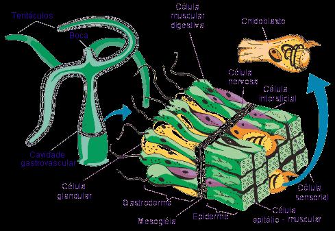 FILO CNIDARIA Sistema sensorial: