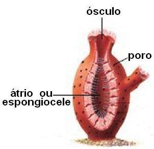 FILO PORIFERA Apresentam no ápice do corpo uma abertura denominada ósculo, que não corresponde à boca.