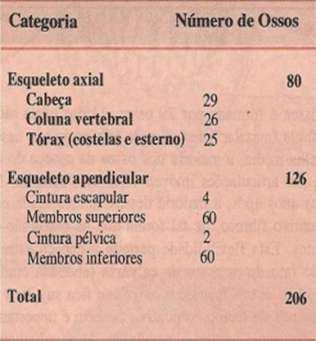 ESQUELETO É uma estrutura formada por 206 ossos no indivíduo adulto.