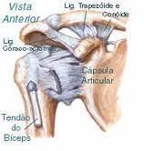 Os tecidos cartilaginosos e fibrosos formam