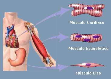 Músculo cardíaco é estriado, mas involuntário, sob o comando do sistema nervoso autônomo.