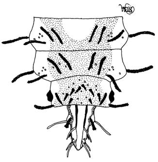 escrição dos pupários de Manotes crassimanus 