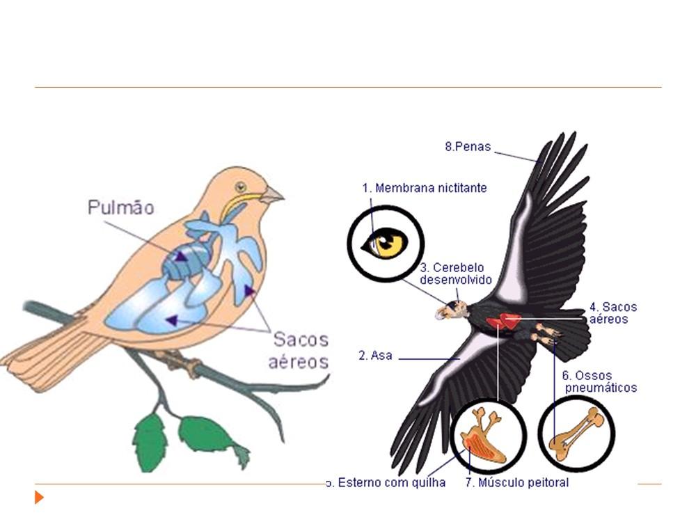 Aves Penas Temperatura