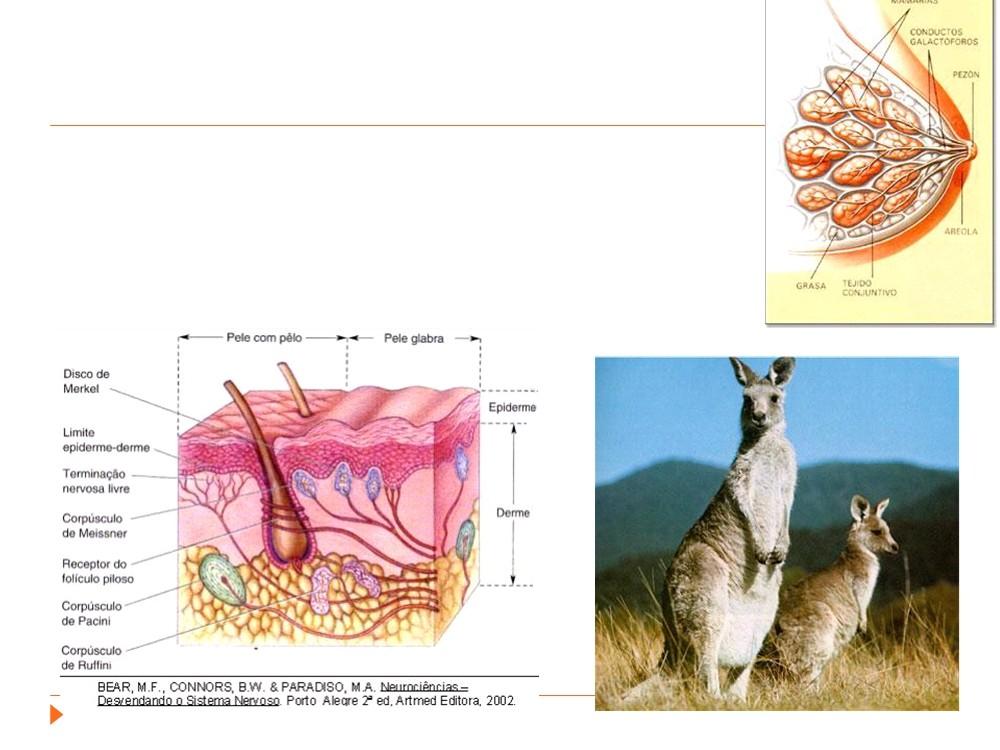 Mamíferos Presença de glândulas mamárias e produção de leite. Presença de pêlos.