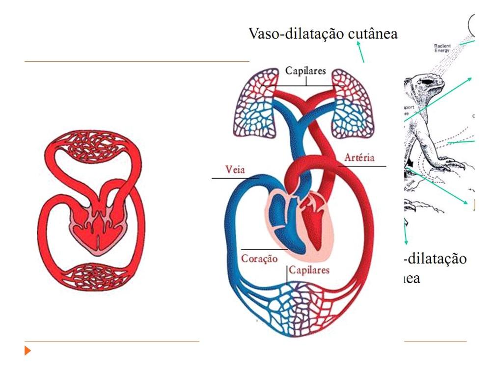 Ectotérmicos Coração tetracavitário