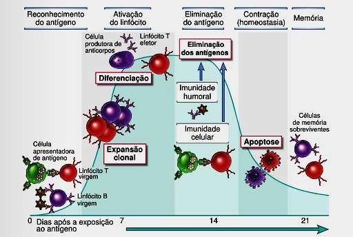 Fases das RIs