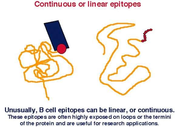 Epítopos Contínuos ou Lineares Geralmente os epítopos de linfócitos B podem ser lineares ou contínuos.