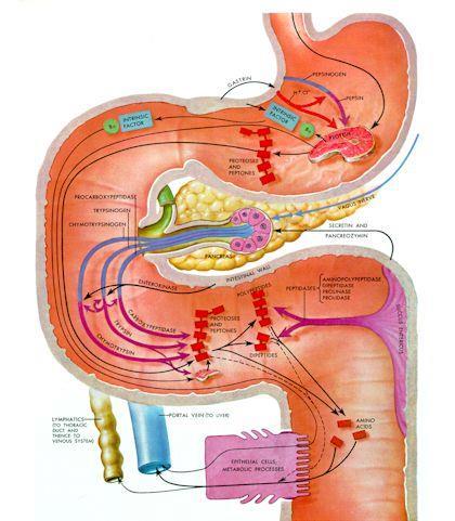 Digestão de Proteínas nos Monogástricos -Estômago: suco gástrico (HCl e pepsinogênio) HCl é diluído (ph 2-3), não digere e sim desnatura proteínas HCl ativa