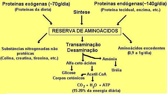 Dependendo do destino destes aminoácidos, eles podem ser classificados como aminoácidos glicogênicos (quando participam da gliconeogênese),