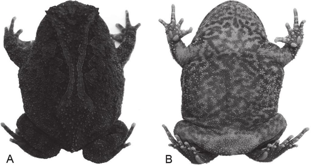 Papéis Avulsos de Zoologia, 50(11), 2010 171 Tabela 1: Medidas (mm) de dez exemplares machos e um exemplar fêmea de Proceratophrys concavitympanum de Espigão do Oeste, RO (localidade tipo) e