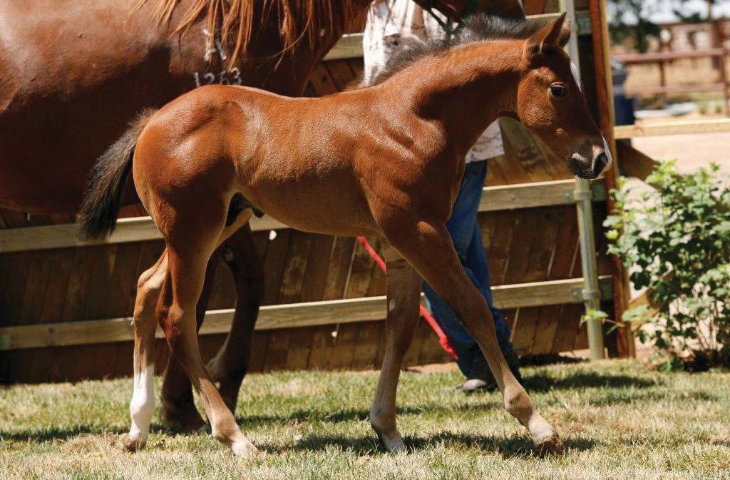 Vale a pena repetir o sucesso! Royal Blue Boon é a maior produtora de cavalos de apartação de todos os tempos. No mundo inteiro seus filhos ganharam mais de 2.5 milhões de Dólares em prêmios.