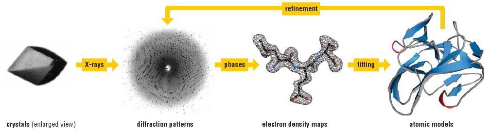 Predição Predição Experimental Experimental A estrutura 3D de uma proteína pode ser determinada