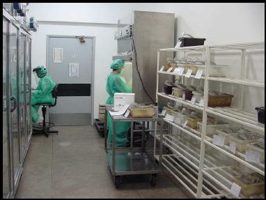 Sala de camundongos para o trabalho com OGM s (Majerowicz, 2005).