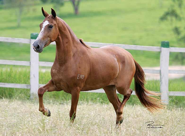 03 Honra EAO Larante DMO x Tesoura do Campo Alegre Embrião gestado por Tigrão Kafé CCTE 92425-2014 Vendedor: Haras MZC Embrião selecionado na cabeceira do Haras MZC, gestado em receptora,