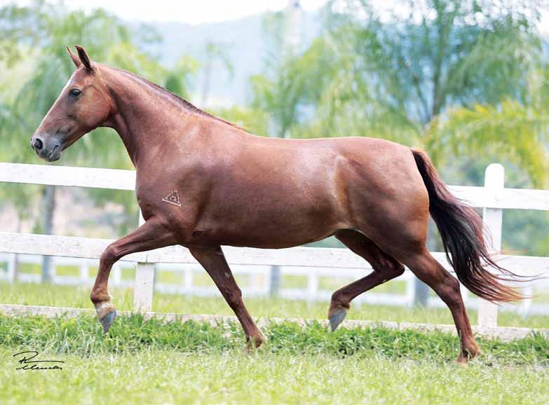 04 Lembrança Ishwara Injusto Ishwara x Herdeira Ishwara Embrião gestado por Tigrão Kafé CCTE 15679-2015 Vendedor: Haras MZC Embrião gestado da consagrada doadora do time de elites do Haras MZC,