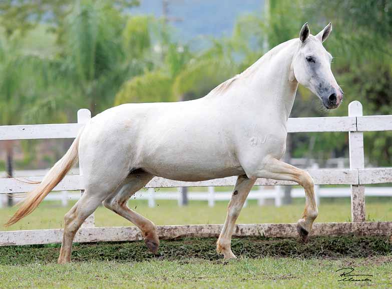 09 Urca JB da Ogar Fidalgo da Escadinha x Argentina da Ogar Embrião gestado por Tigrão Kafé CCTE 91105-2014 Fêmea 20/02/2003 Vendedor: Haras MZC Embrião já gestado em receptora de uma das mais