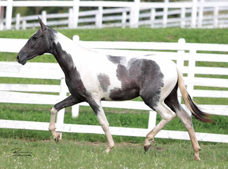 do Mares, cavalo que produziu entre outros a Campeã das Campeãs Nacional de Marcha, Baroneza Ianú.