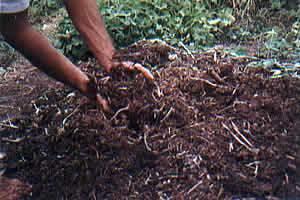 Em que consiste a adubação verde É a prática de se plantar uma ou mais espécies vegetais em rotação, deixando-as em