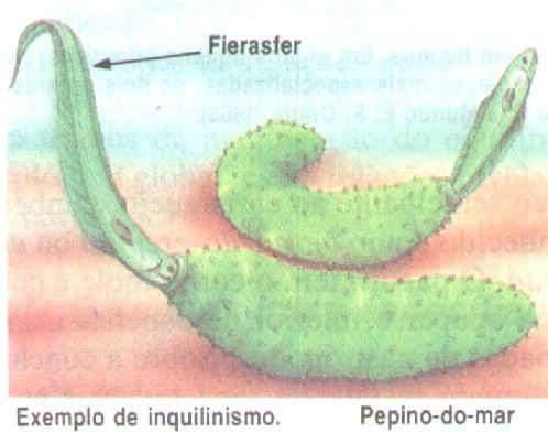 Inquilinismo (+/0) Quando