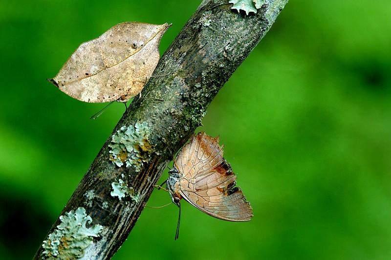 O camaleão que varia da cor verde das folhas à cor marrom do substrato onde ficam, os animais polares