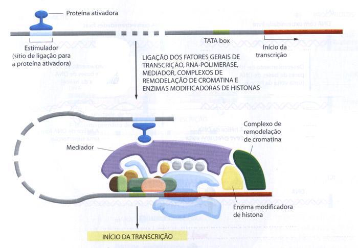 A iniciação da transcrição em eucariotos necessita de várias proteínas A iniciação da transcrição em células eucarióticas requer o recrutamento local de enzimas modificadoras de cromatina, como