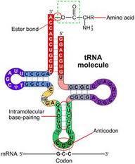 A mesma aminoacil-trna sintetase (MetRS) adiciona ambos trnas com metionina, mas somente Met-tRNA i Met pode ligar-se ao sítio apropriado na subunidade ribossomal pequena, o sítio