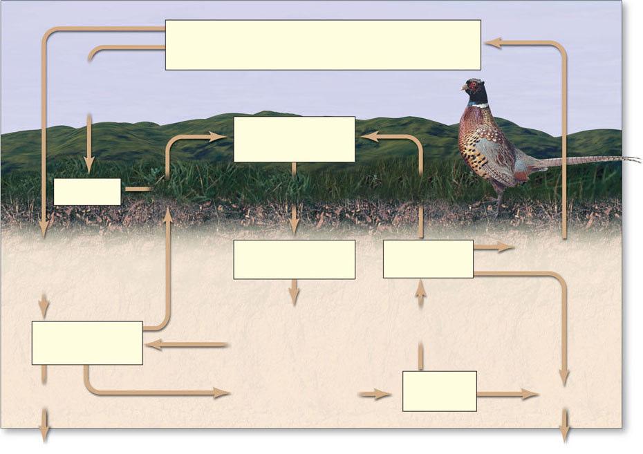 decomposição Resíduos Nitrogenosos Permanecem no solo Amonificação bactérias, fungos convertem os resíduos em NH 3 ; que se dissolvem para formar NH 4 + 1.