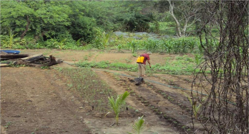 A agricultura de subsistência se caracteriza pela utilização de métodos tradicionais de cultivo, realizados por famílias camponesas ou por comunidades rurais.