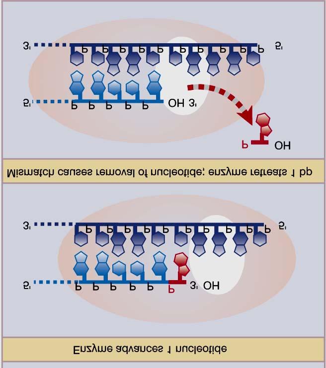 exonuclease 3 5