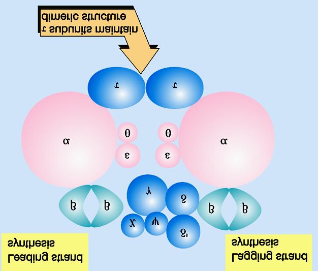 DNA-polimerase III é uma holoenzima de