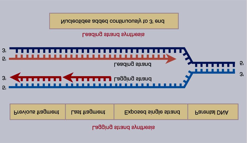 A síntese do DNA é semi-descontínua e requer um iniciador (primer) de RNA