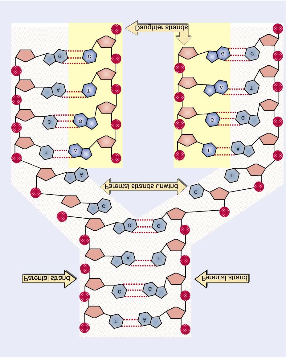 Replicação do DNA O mecanismo de replicação está baseado no pareamento das bases da dupla