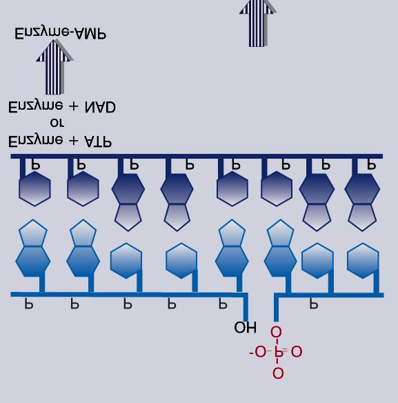 A DNA