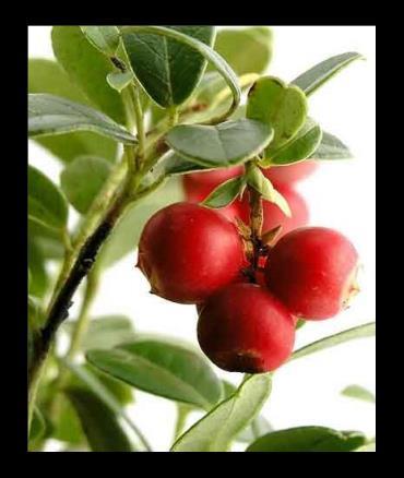 CRANBERRY EXTRATO SECO Tratamento e prevenção das infecções do trato urinário INTRODUÇÃO O Cranberry é uma fruta diferente de qualquer outra