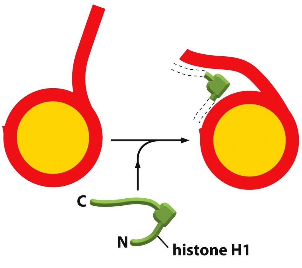 Histona conectora compacta