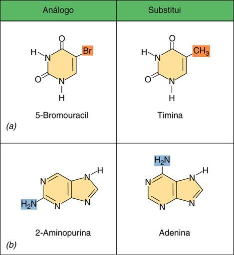 MUTAÇÃO Alteração brusca no material genético Alteração hereditária em uma sequência de