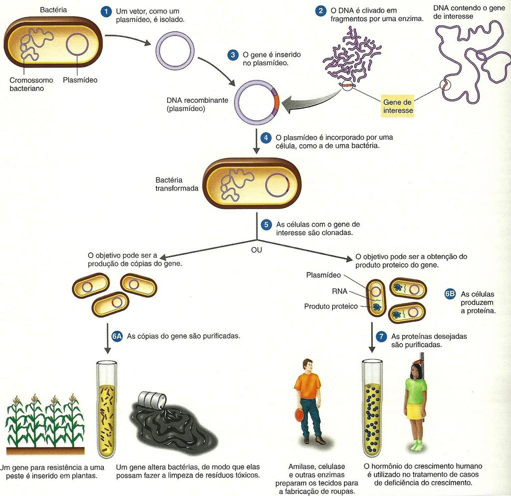 Genes pertencentes a uma determinada célula de um organismo podem ser inseridos e expressos em células de outro