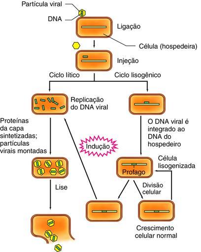 Ciclo Lítico (vírus virulento)