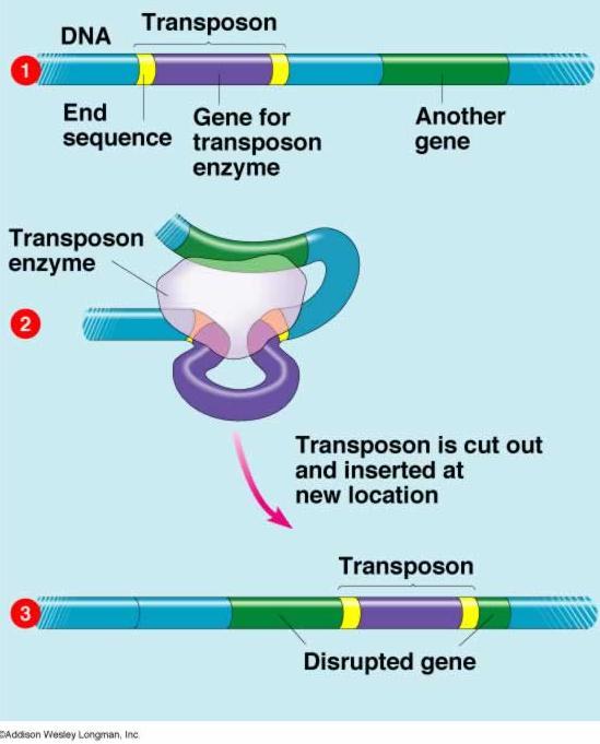 Transposon Genes Saltadores, Elementos Móveis ou Jumping genes Codificam Resistência a Drogas, Síntese de Toxinas e Enzimas Degradantes.