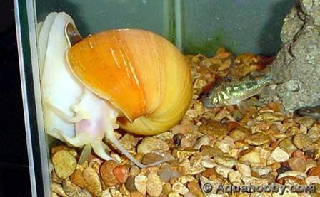 Pomacea canalicuta Amazonian Snail / Apple