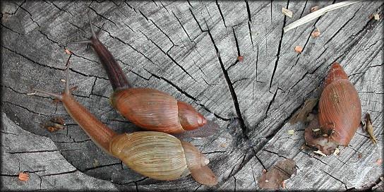 Euglandina rosea Caracol Predador